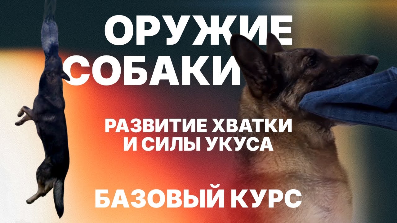 Развитие силы укуса и хватки собаки. Базовый курс. Development of the dog`s bite force.