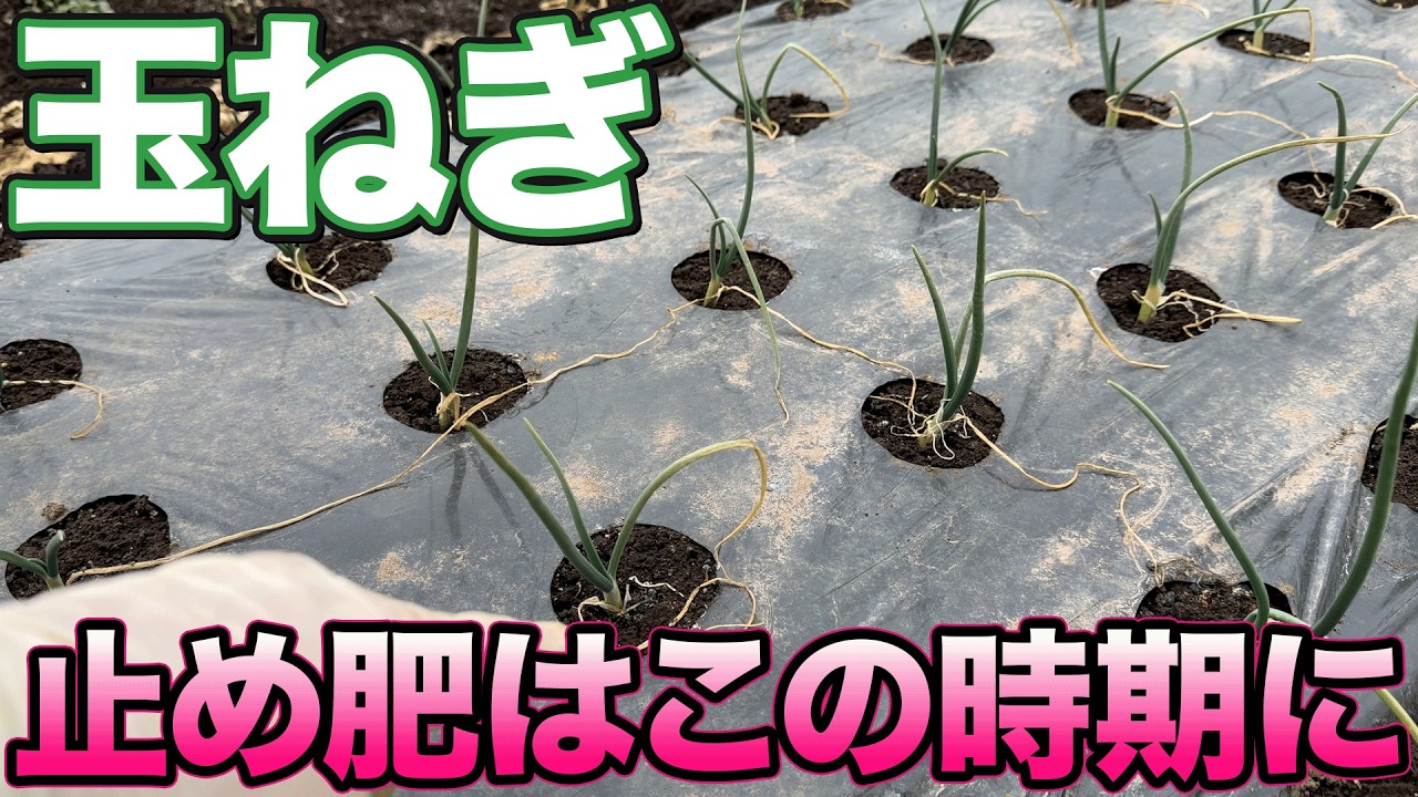 【最悪の場合腐る】玉ねぎ栽培で大事な止め肥について