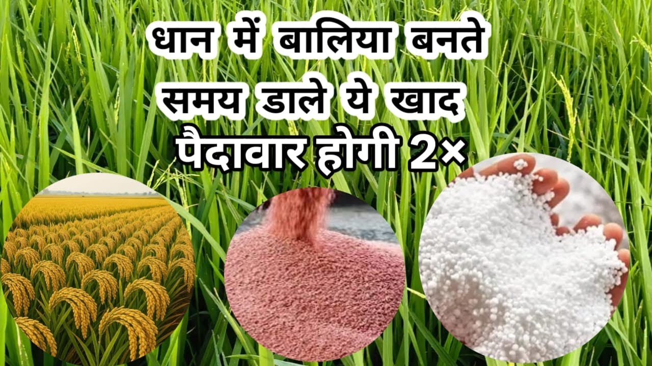 धान में बलिया बनते समय डाले ये खाद /dhan me baliya banate samay dale ye khad