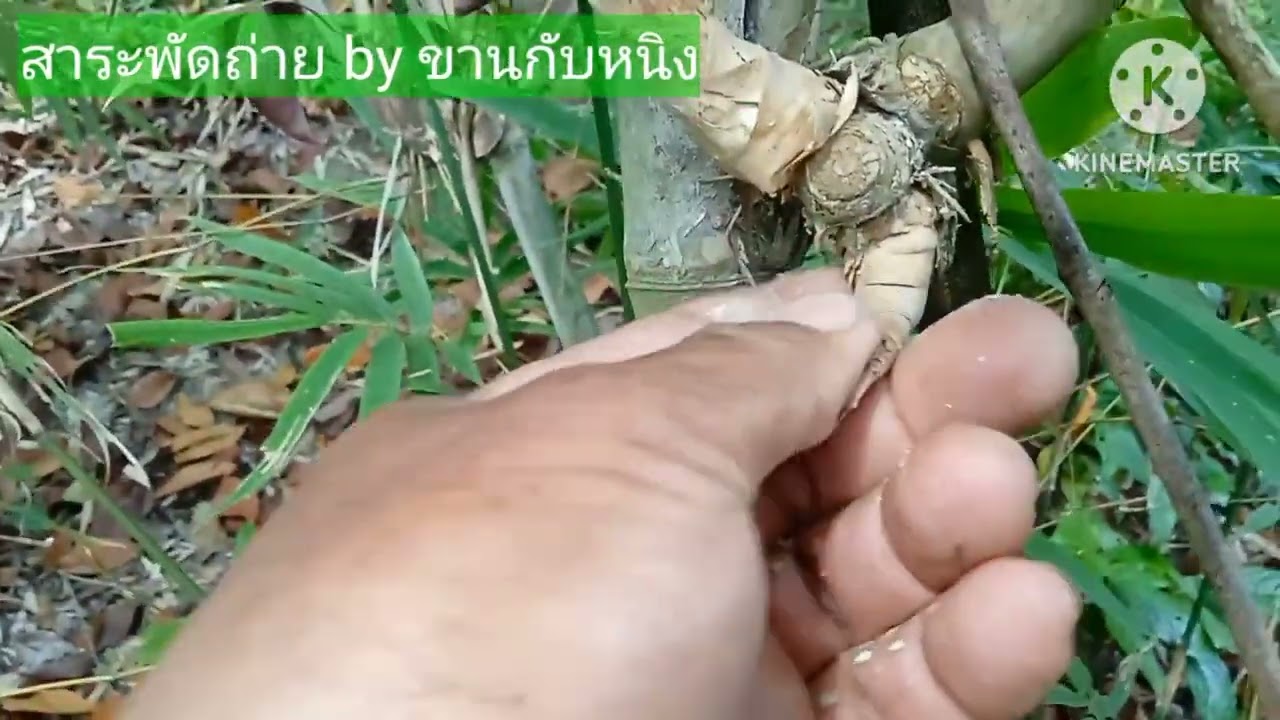 Ep.30 หาเลาะป่าเลาะเขา ได้สมุนไพร ได้คตไผ่ ได้เห็ดซุปหนึ่ง