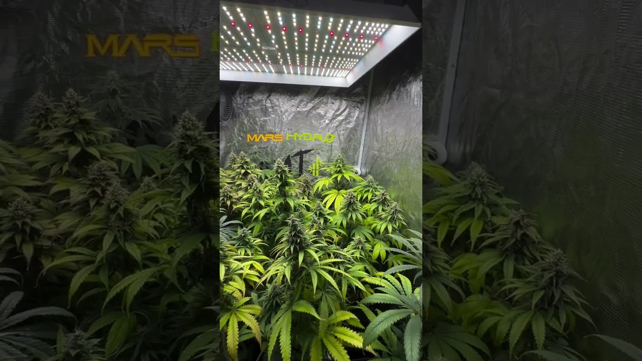 Looking for an all-in-one setup? The Mars Hydro TS Series Grow Tent Kit has you covered.