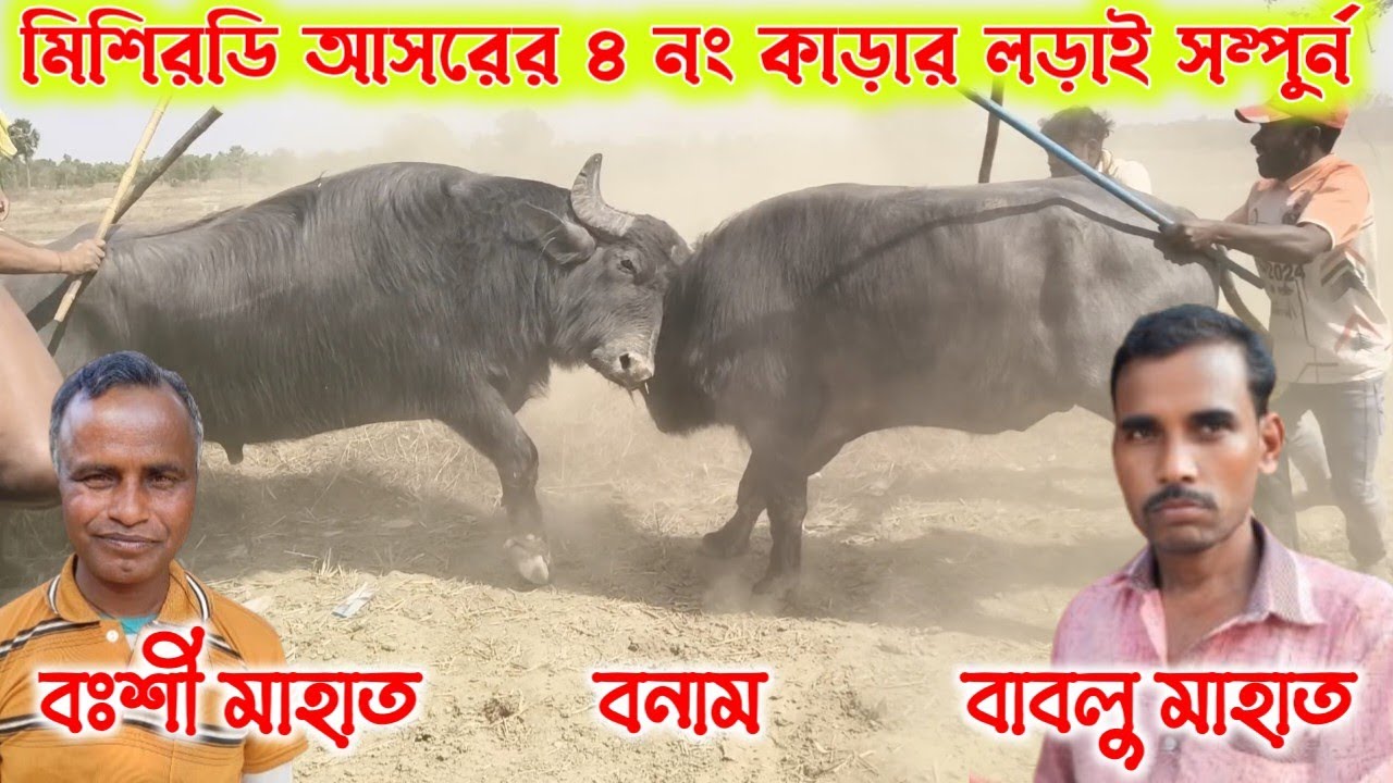 মিশিরডি আসরের ৪ নং কাড়ার লড়াই সম্পুর্ন। বাবলু মাহাত বনাম বঃশী মাহাত।