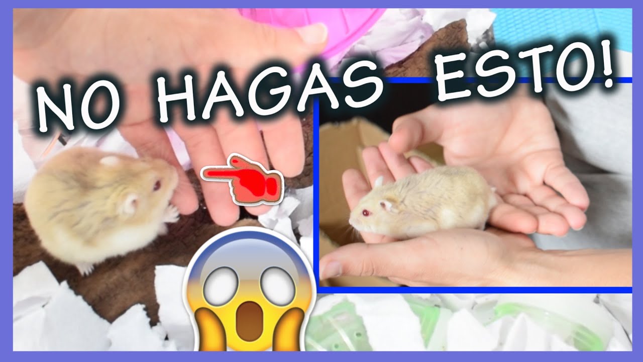Cómo JUGAR con mi HAMSTER