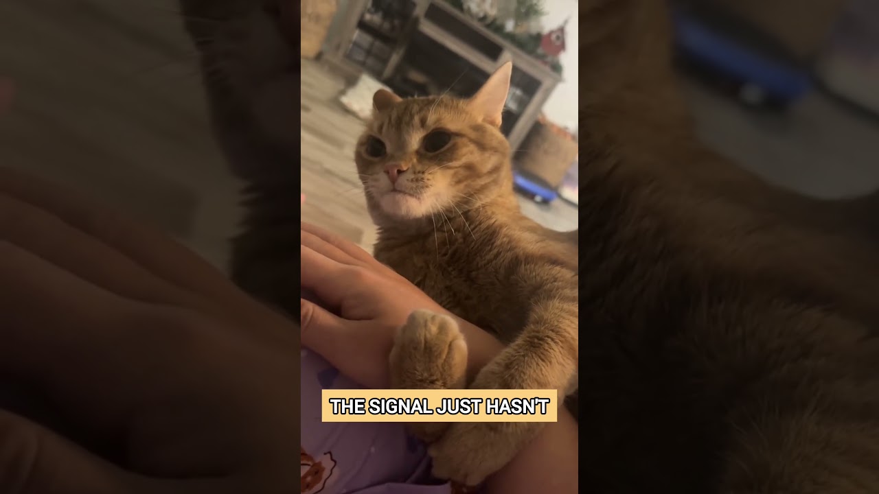 Orange Cats Explained 