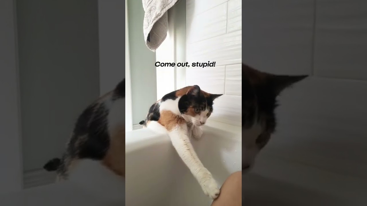 My cat trying to save me from my bath 😹 #shorts #cute #calico #cat #help #bath #rescue