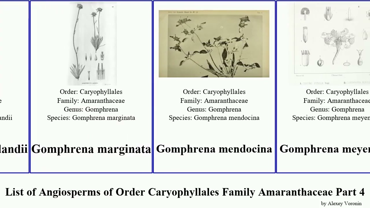 List of Angiosperms of Order Caryophyllales Family Amaranthaceae Part 4 gomphrena saltbush gray