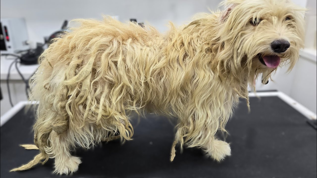 Severely Matted & Tick-Infested Dog Gets Life-Changing Groom 🐾 | Full Transformation