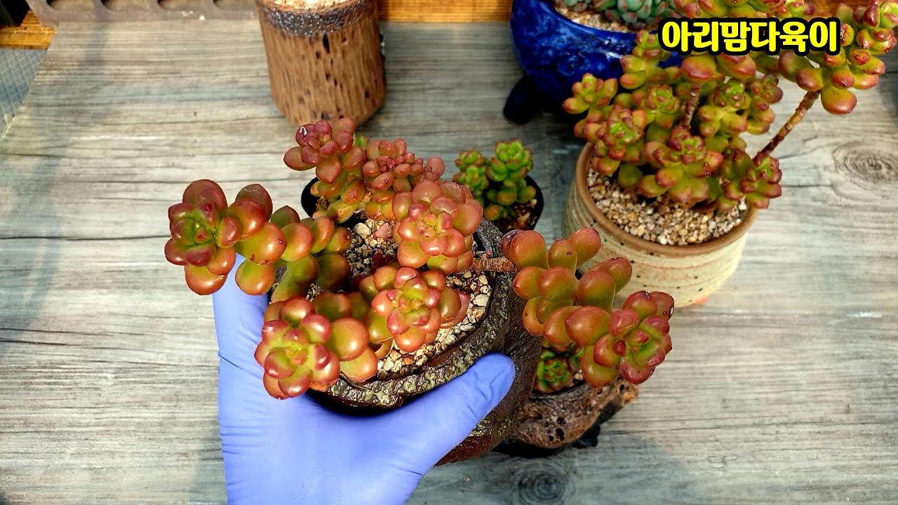 다육이 환엽송록 키우기?多肉植物 succulent plant 다육식물
