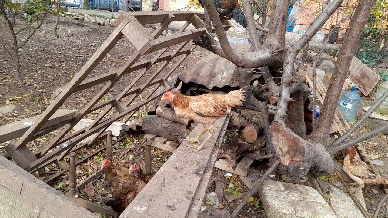 #hinthorozu damızlık ve yarışacak horozların farkları #dakan #xoroz #viralvideo #viral 526