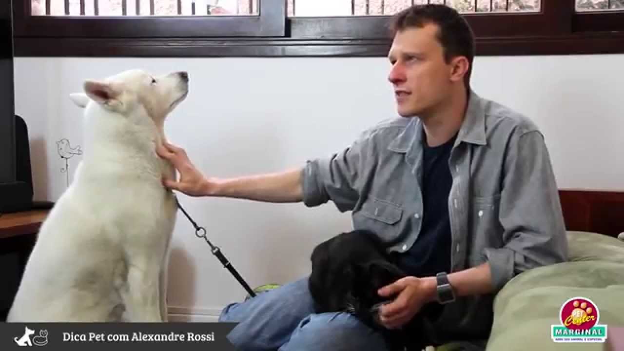 ▶ Dica Pet com Alexandre Rossi : Convivência entre Cães & Gatos