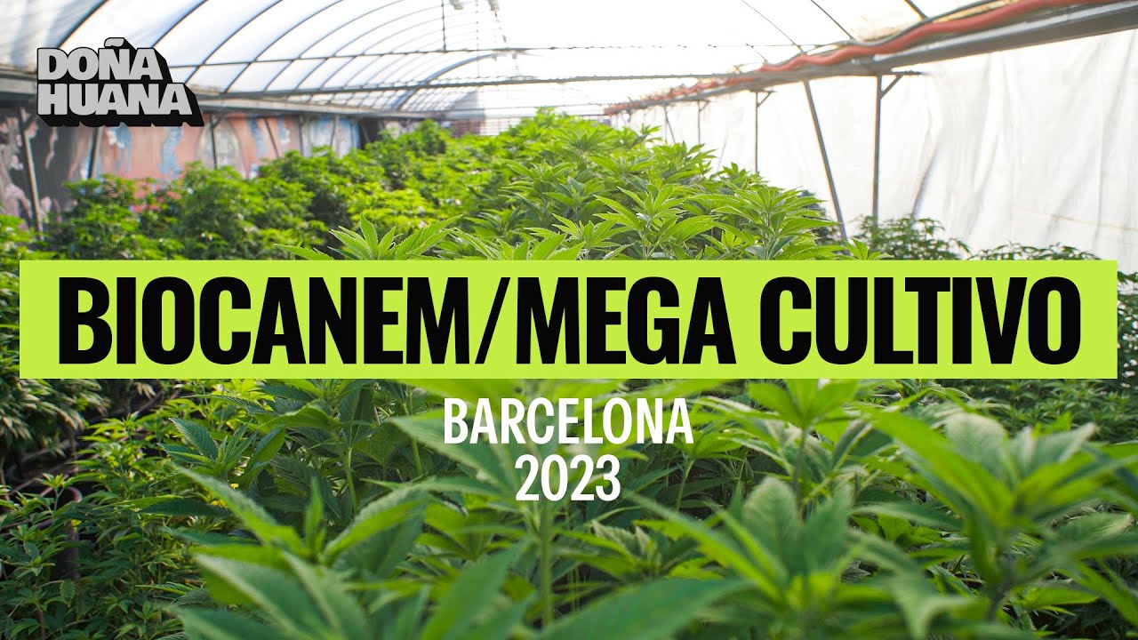 32.000 plantas y 680k - MEGA CULTIVO EN BARCELONA - BIOCANEM