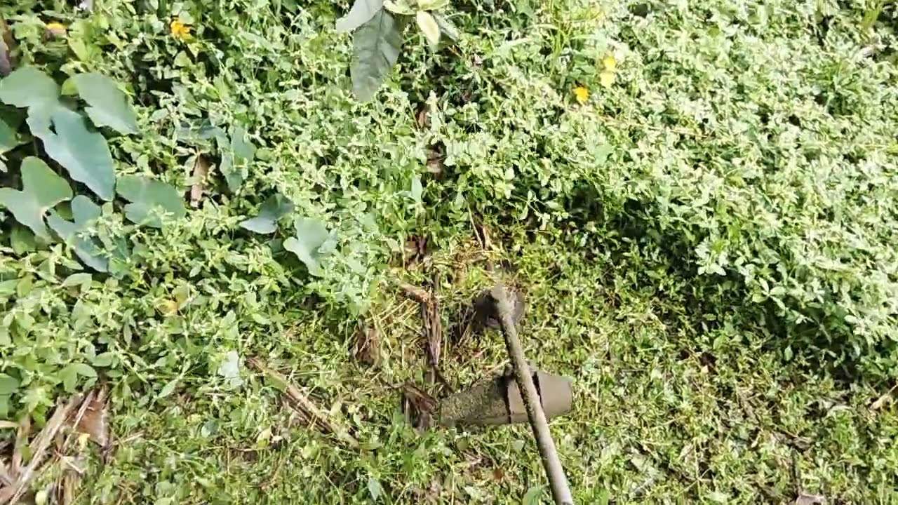 Grass Cutting ASMR?? Tall Grass