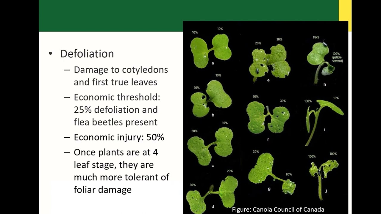 Economic Threshold for Flea Beetles and Impacts 2023