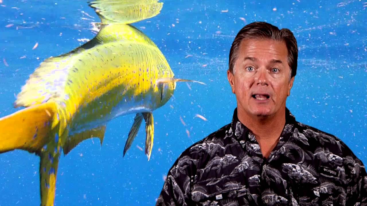 How To Catch Dolphin with George Poveromo