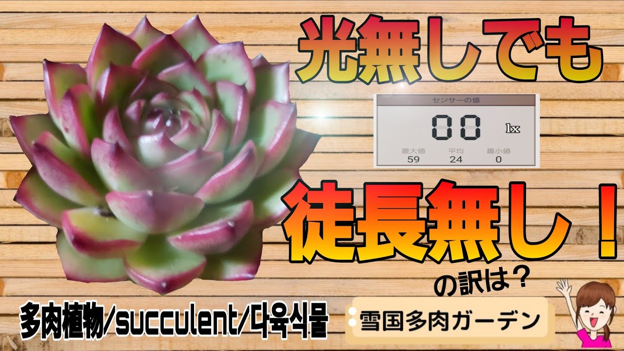 光無しでも徒長無し！な訳は？  2026年1月15日#雪国で育てる多肉 #エケベリア #冬の管理