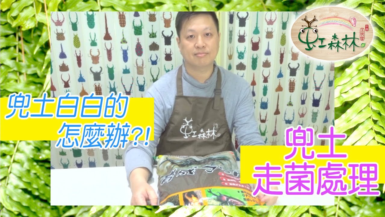 兜土走菌處理   新買的土白白的怎麼辦  走菌會怎麼樣★ 虹森林chentsei甲蟲老師 ★