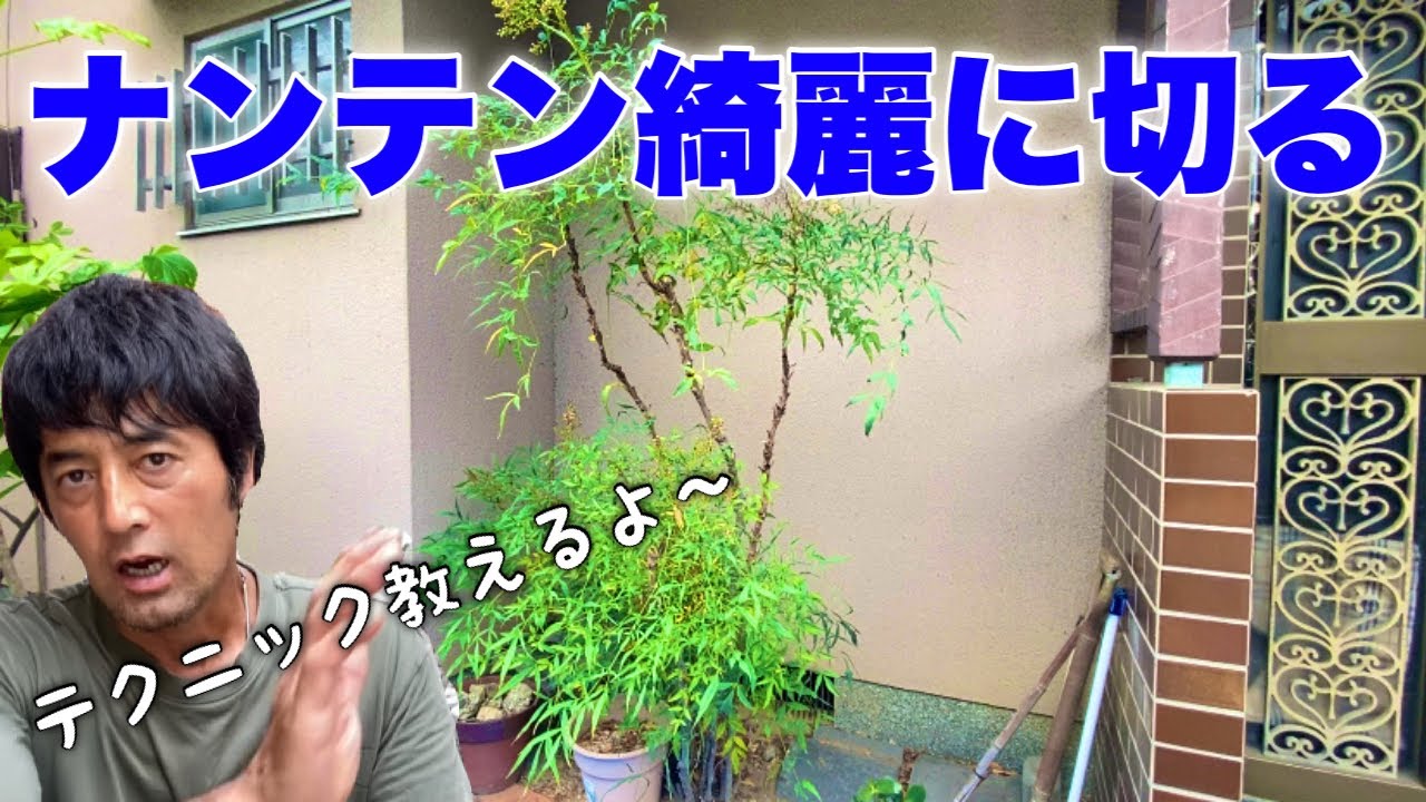 素人の９割が知らないナンテンの剪定こうすれば綺麗になる！（有料級）