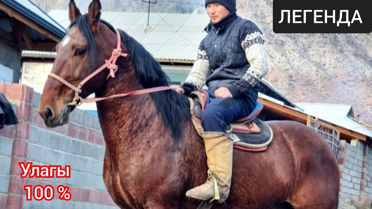 🔥 ЛЕГЕНДА  🔥  Тектүү  ДАКАН  Уруктан  Улакта акча Санасын