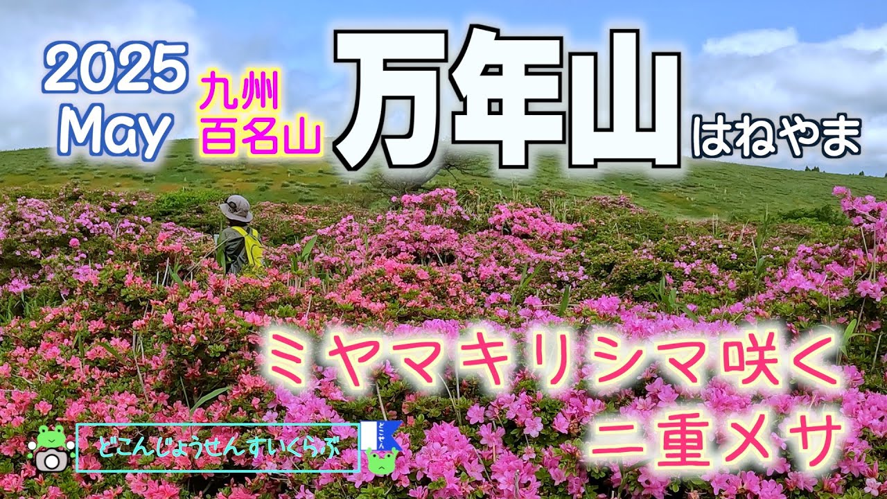 【九州百名山 万年山】ミヤマキリシマ咲く二重メサの山が素晴らしかった！