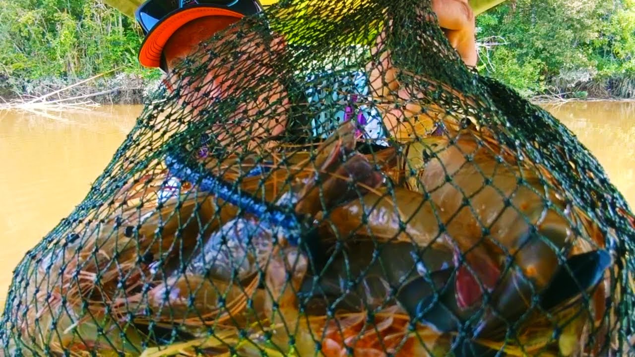 Banyak udang besar terselamat saat mancing udang galah#mancingudanggalah
