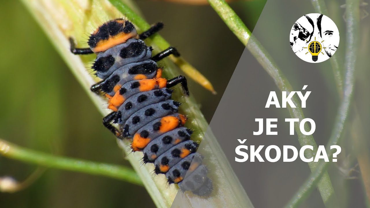 Aký je to škodca? (Larva lienky) - UNIKÁTNE INFORMÁCIE ep. 76