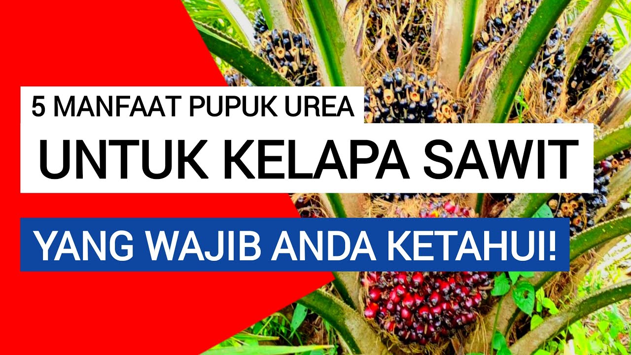 Ini Dia 5 Manfaat Pupuk Urea Untuk Kelapa Sawit