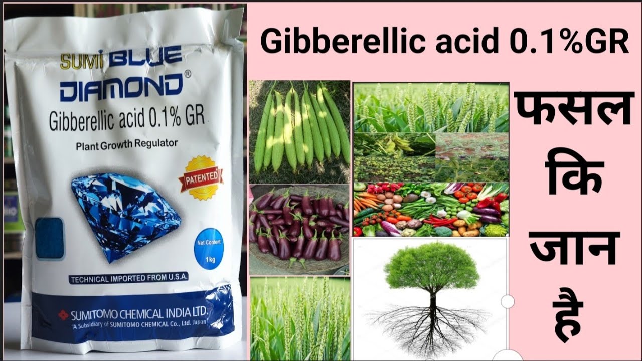 gibberellic acid 0.1%gr|gibberellic acid 0.001 l plant growth regulator