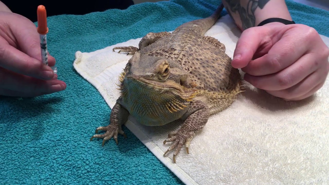 How to give intramuscular (IM) injections to a Lizard