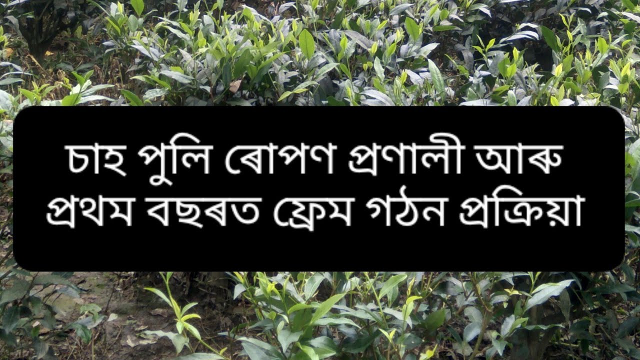 চাহ পুলি ৰোপণ কৰাৰ পাছত কি দৰে ফ্ৰেম গঠন কৰিব। Plantation of Tea।