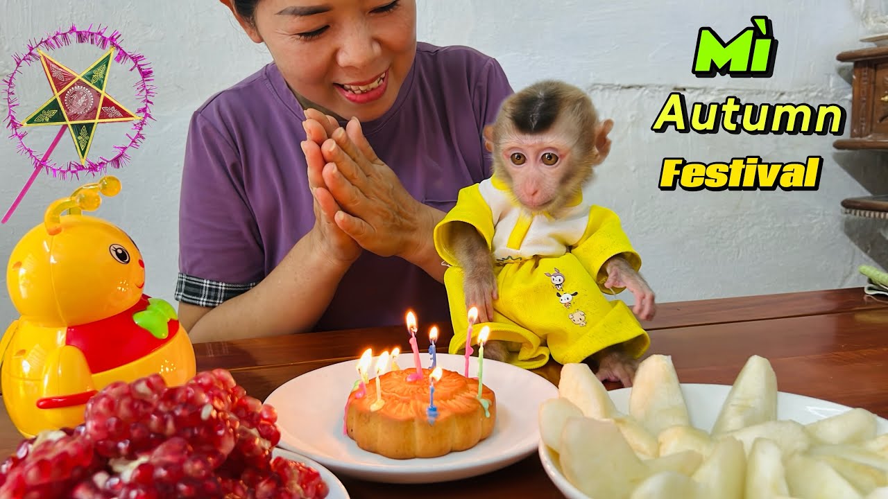 Baby monkey Tina really liked the gift her mother gave her on Mid-Autumn Festival.