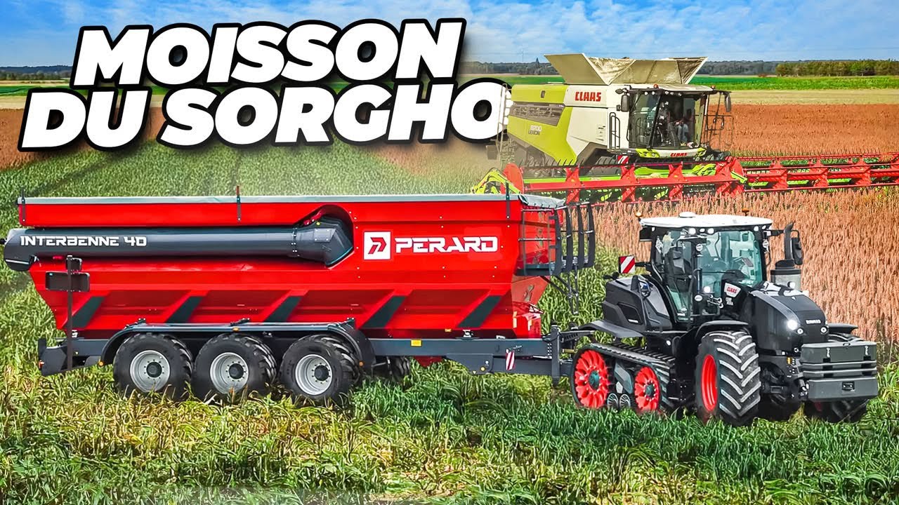 🛑On STOPPE le CHANTIER de MOISSON du SORGHO ! CLAAS à CHENILLES & TRANSBORDEUR de 40m3 + LEXION 8700
