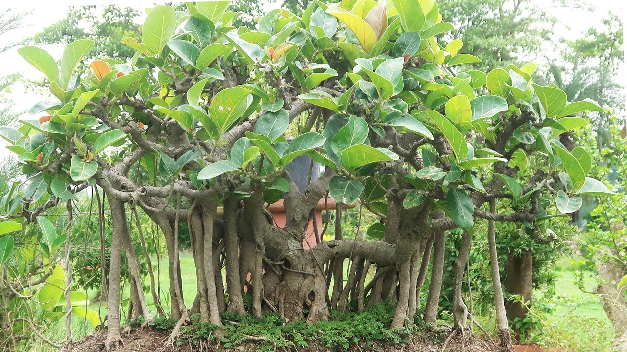 Ficus Benghalensis Bonsai | 55+ Years Old