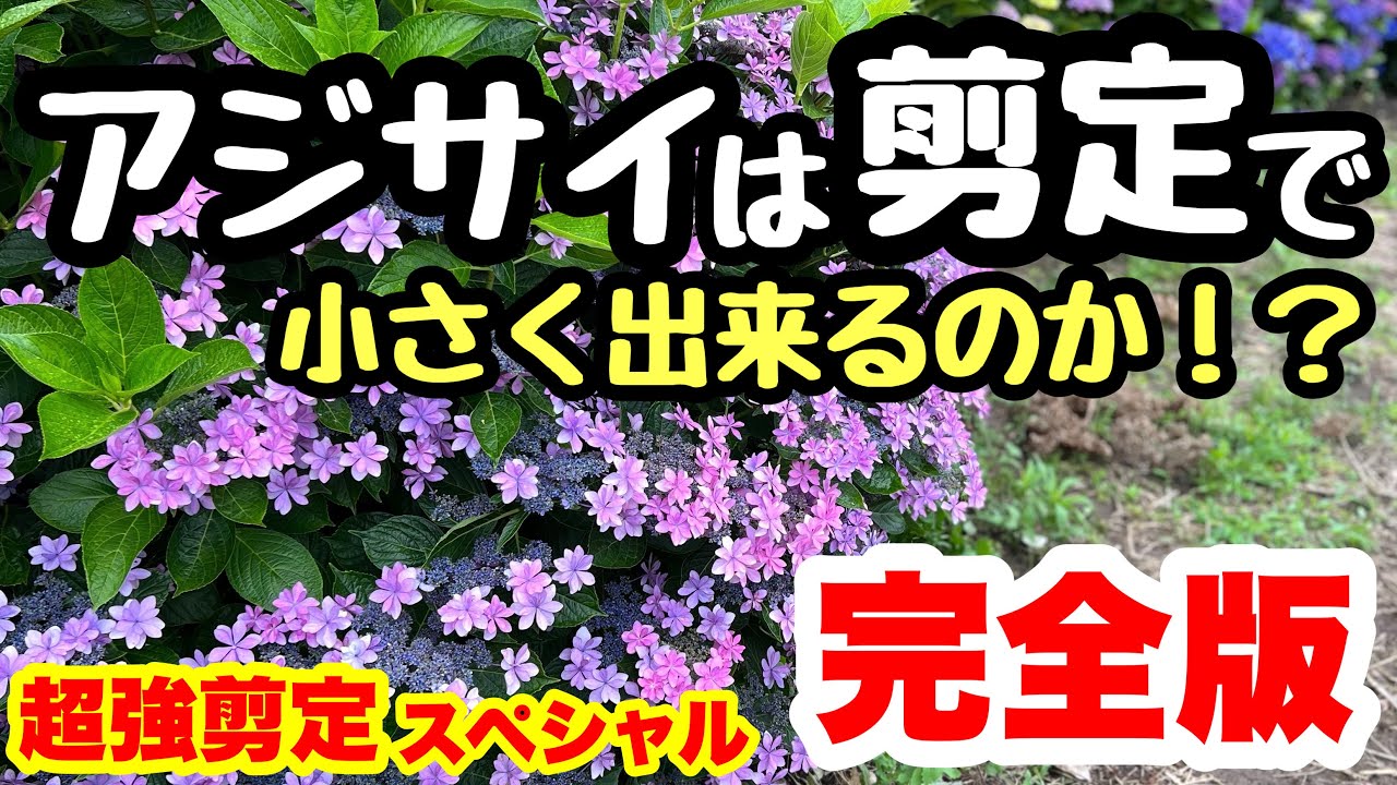 ◆強剪定で【小さく育てられるの！？】アジサイ🌱
