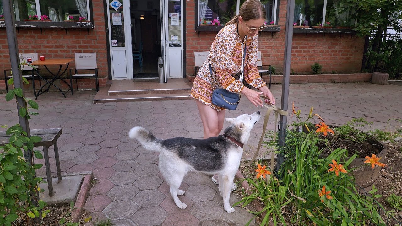 Heartbroken Husky Cries when Realises Owner just Abandoned Her and not Coming Back Anymore