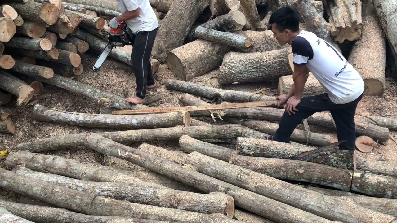 Wood cutting experience ! wood Mizer , Band Saw / Part 5 #wood #woodscraft #carpentry #woodcutting 