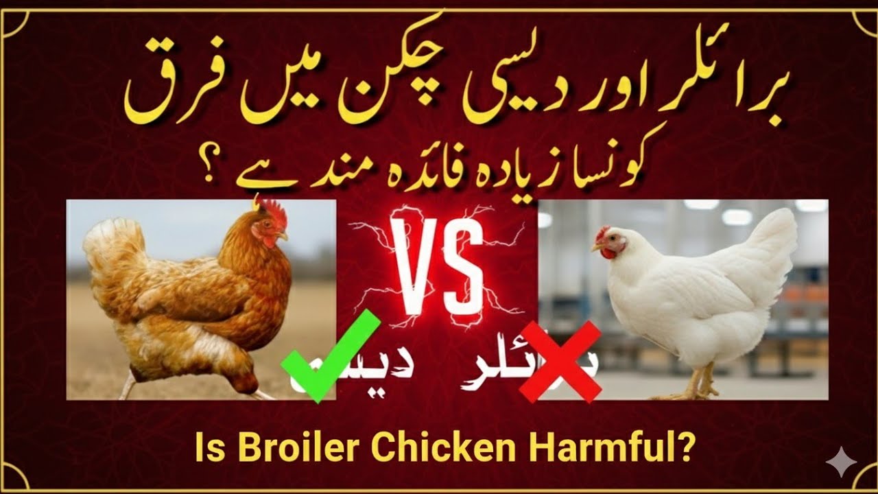 Broiler vs Desi Chicken | Is Broiler Chicken Harmful? | برائلر چکن کے نقصانات کی حقیقت