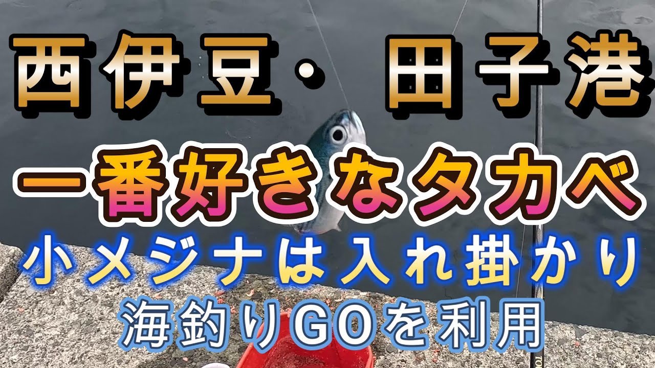 ウキ釣り初心者必見～西伊豆田子港堤防でのウキ釣り