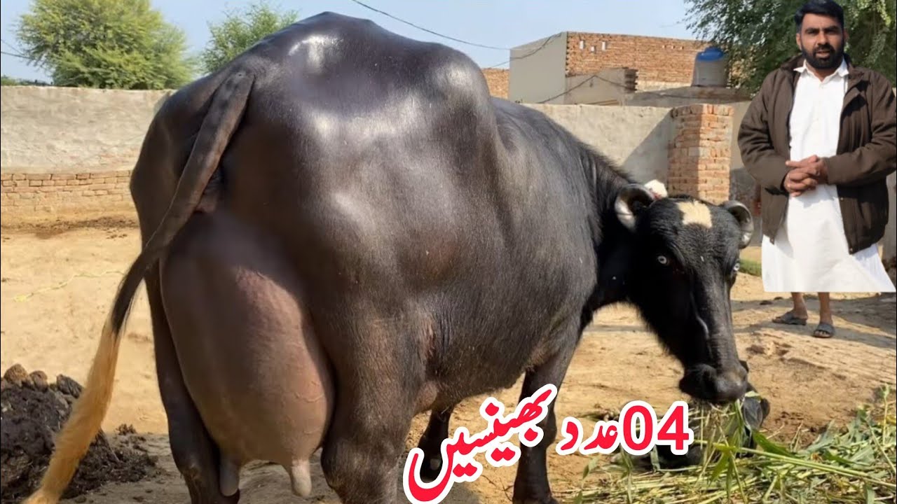 محمداحسان بلوچ407گ ب{02عددٹاپ کلاس بھینسیں } 06مارچ2026 Pure Neli Ravi Buffalos for Sale  EitfaaqTv 
