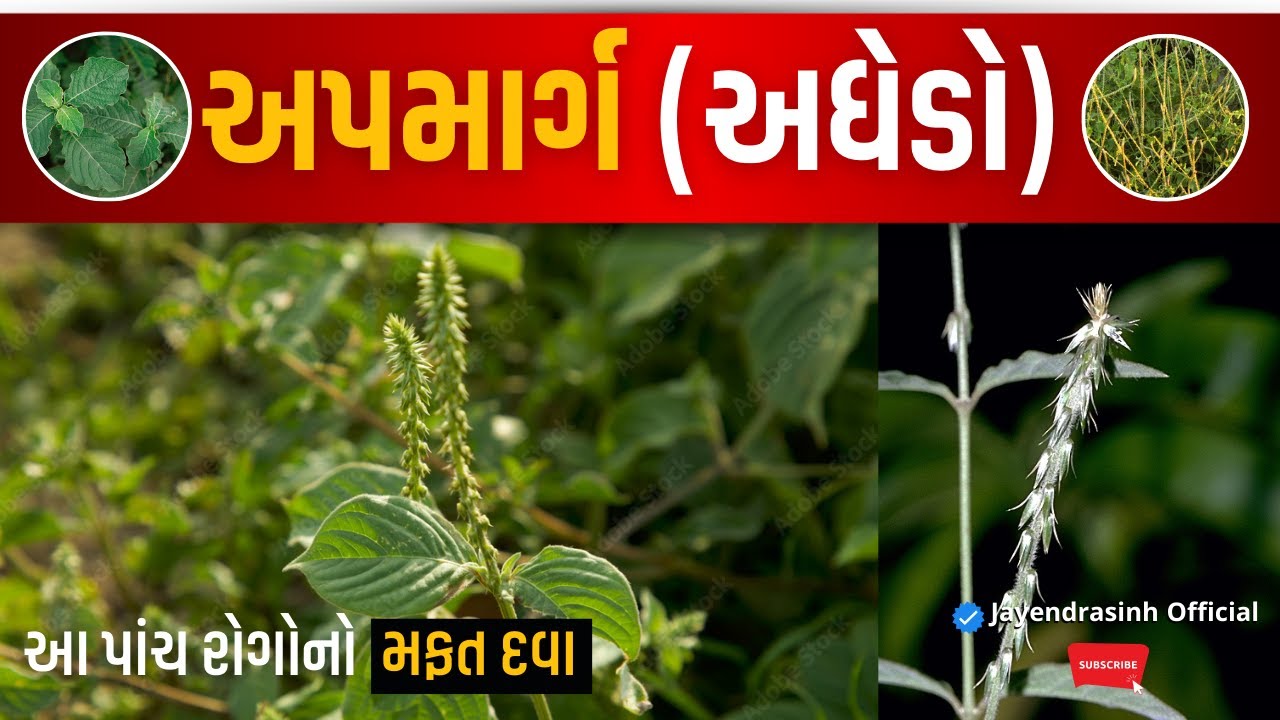 રોગોના ભૂકા બોલાવી દે તેવી વનસ્પતિ  || લોકો એને નીંદણ માને છે ||Powerful Medicine!