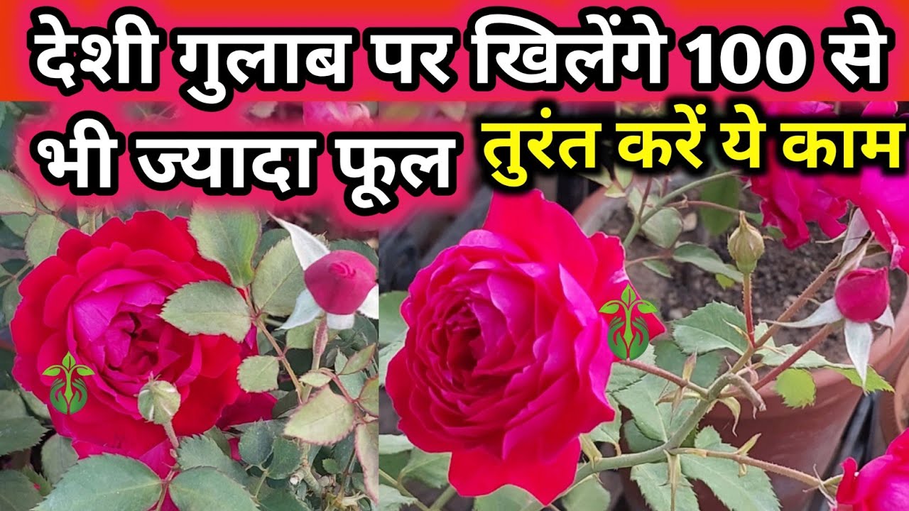 देशी गुलाब पर पाएं 100 से भी ज्यादा फूल.Desi gulab plant care.Rose care.Rose plant growing tips.