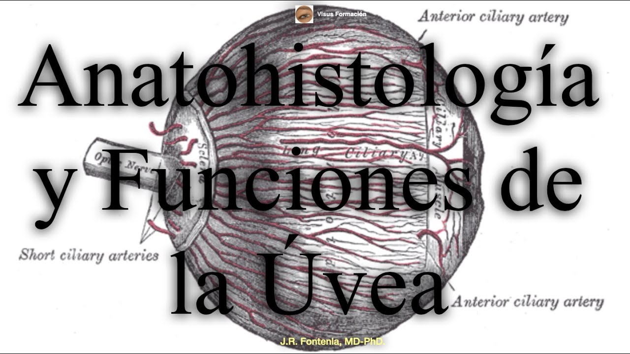 Úvea. Anatomía, Histología y Funciones.