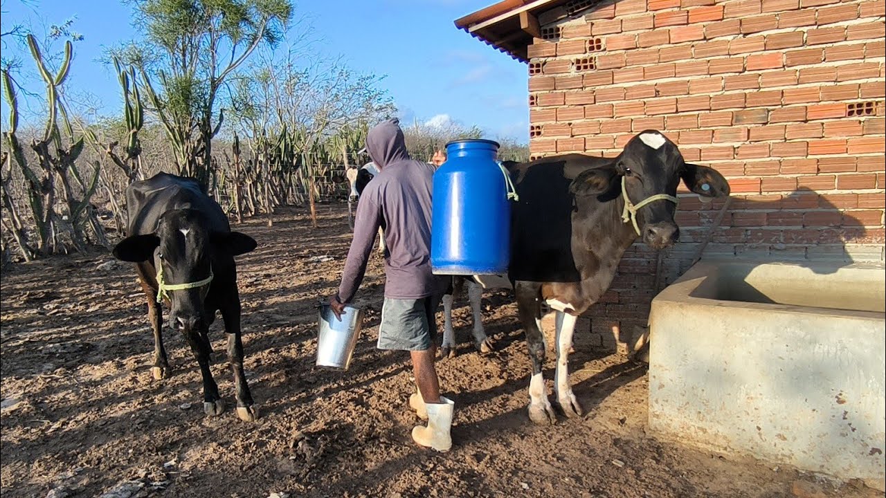 O DIA DIA DE ALLAN UM PEQUENO CRIADOR DE VACAS LEITEIRA QUE SONHA EM TER SUA VACARIA 