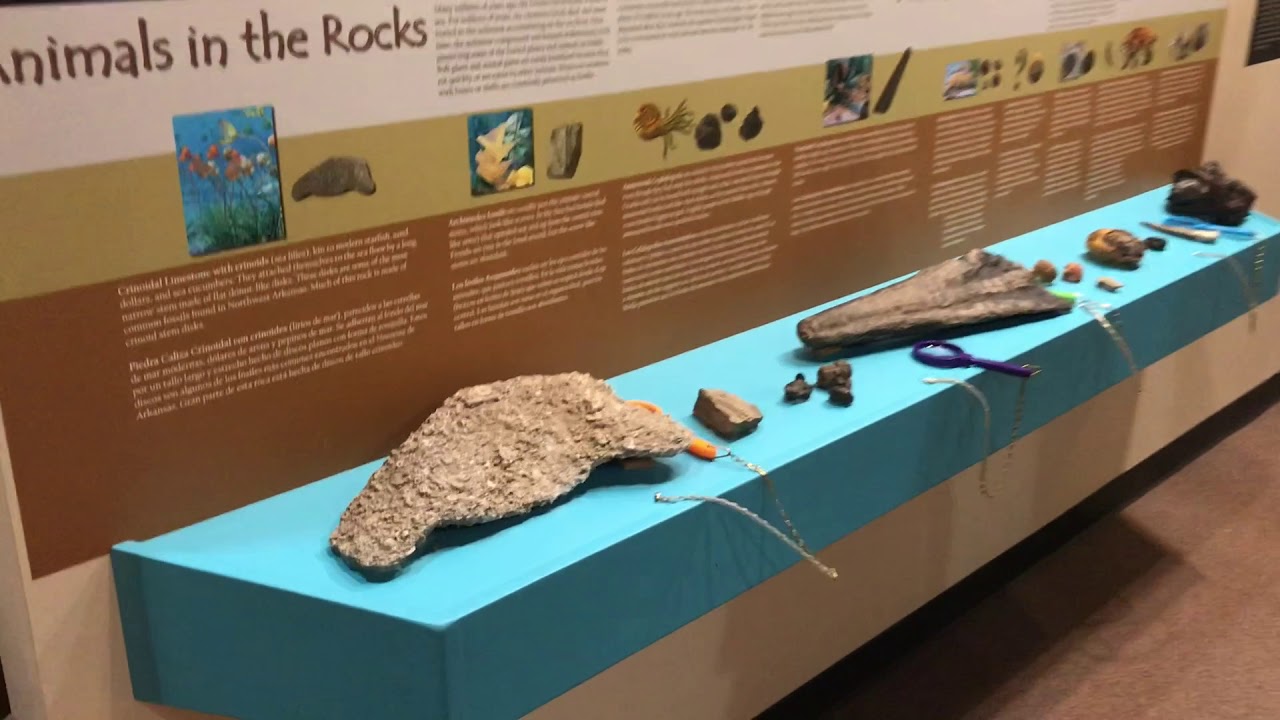 Shiloh Museum Fossil Exhibit