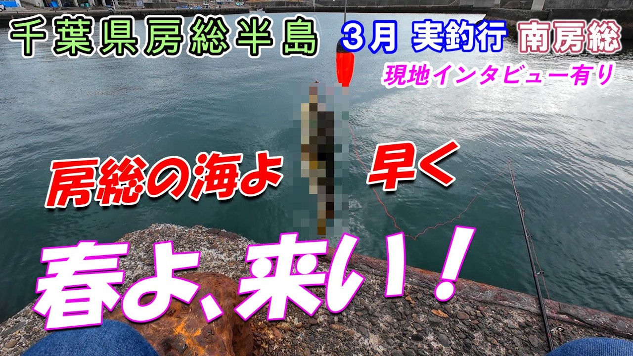 【釣行】房総半島  3月 実釣 誰でも釣れます！ たくさん居ます😣
