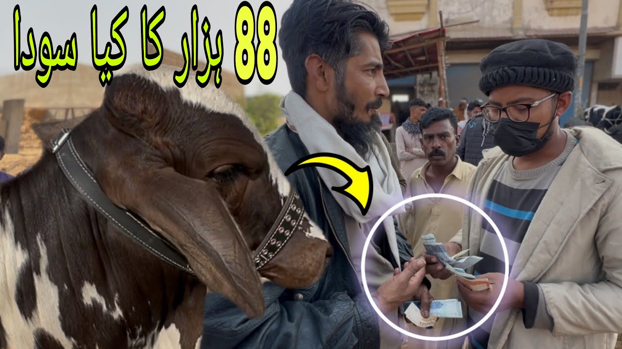 Bhains Colony Cow Mandi Latest Rates Update | 24 December 2025 😱🔥 88 Hazar Ka Hua Soada 💸🐄 