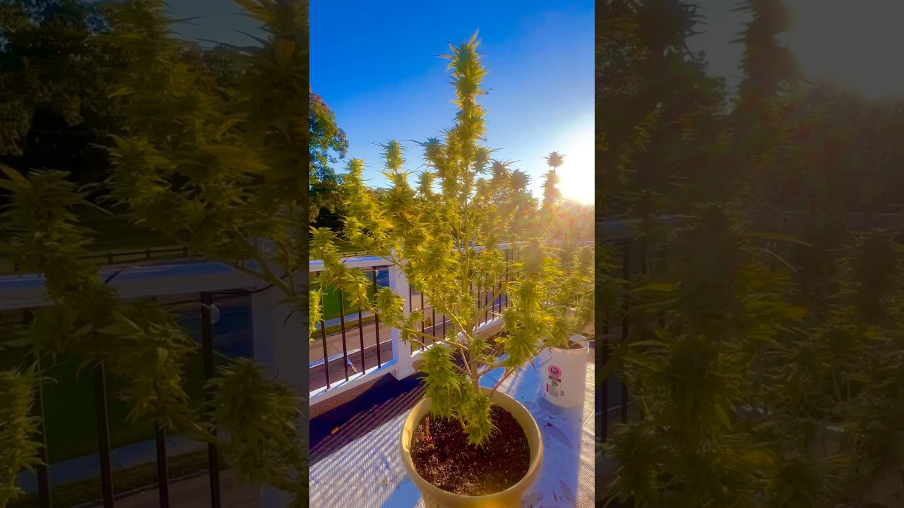 Full Grown Lemon Haze cannabis from Seed! Subscribe to learn. #homegrown #cannabiseducation