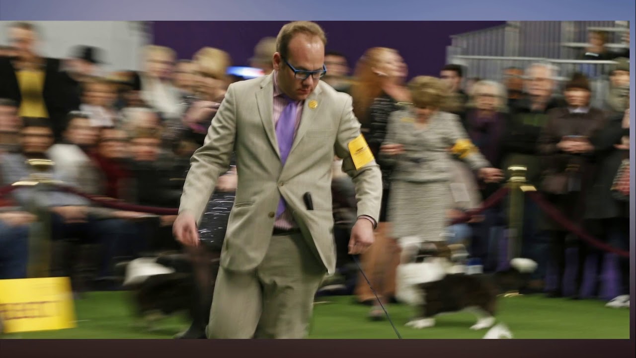 Westminster handlers do more than walk in the ring