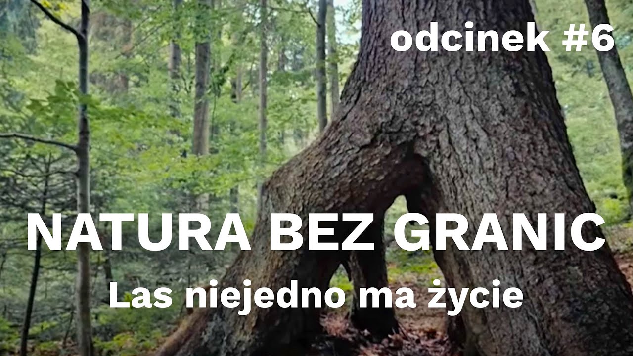 Natura bez granic. Las niejedno ma życie [odcinek #6]
