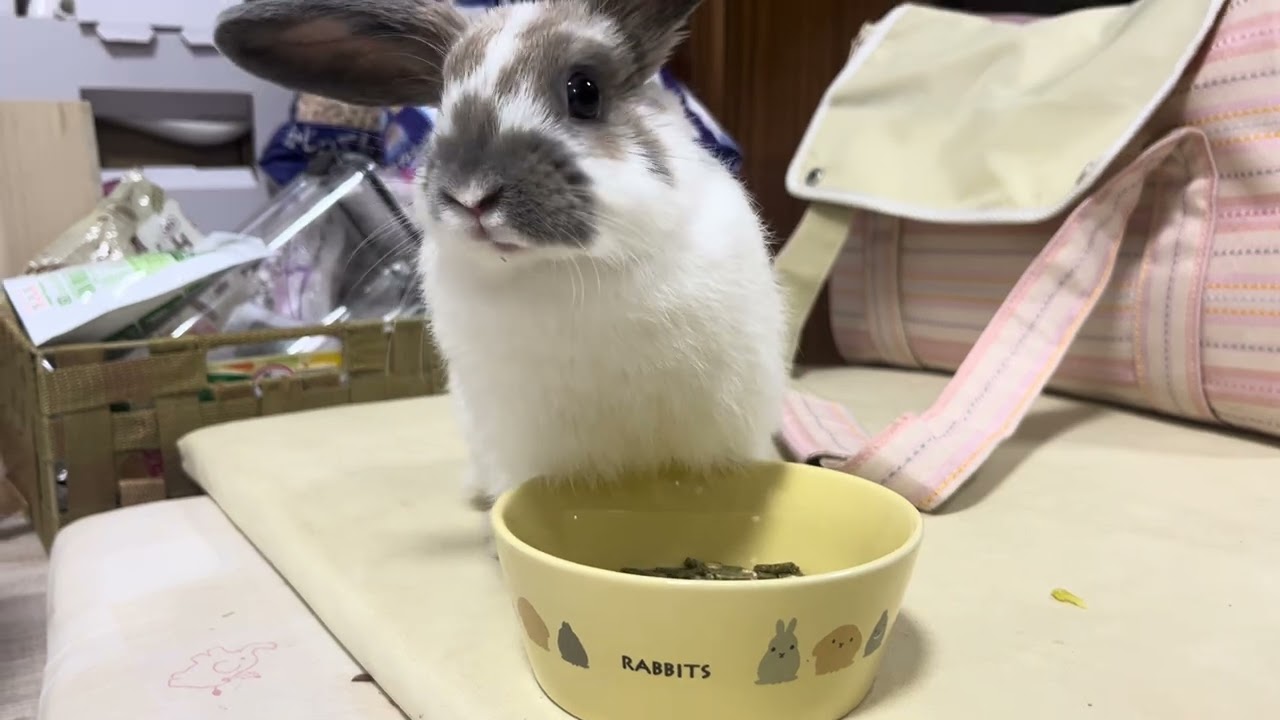 ホーランドロップのゆきちゃん。ラビットフードを食べているところ。相変わらず、耳は垂れない。なぜ？
