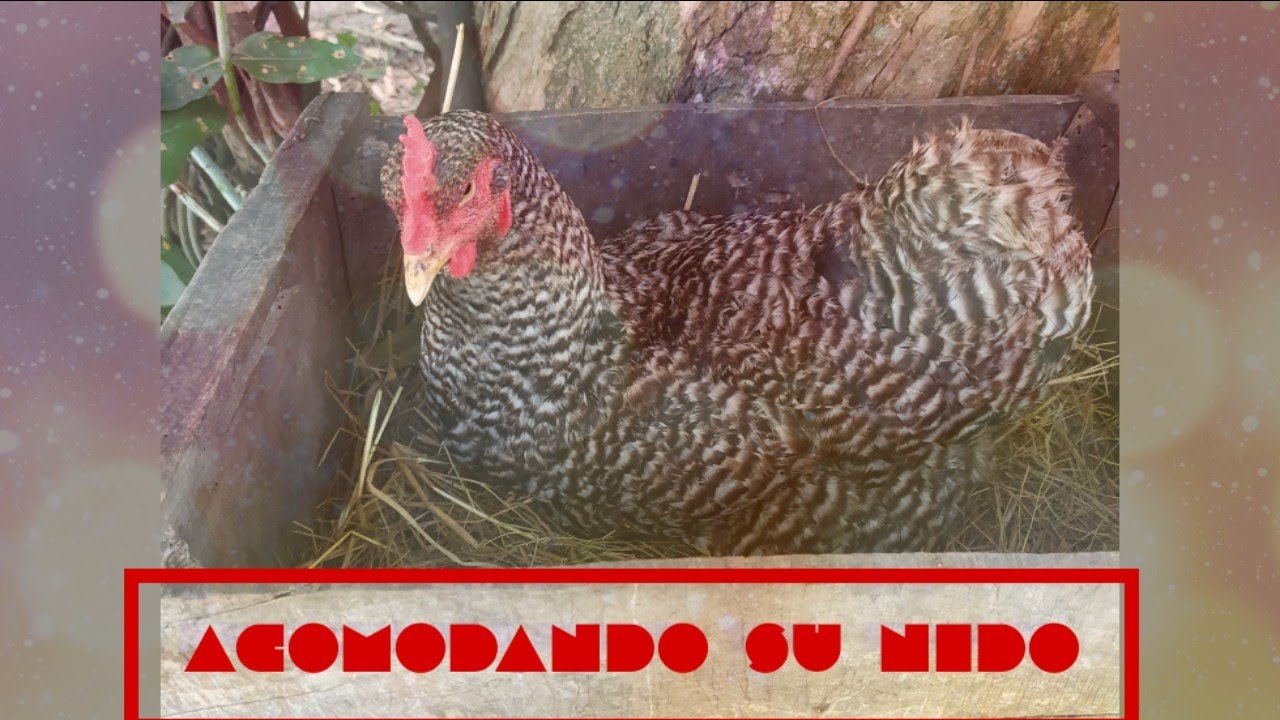 &iquest;C&oacute;mo acomodar en nido a una Gallina clueca? +Consejos.